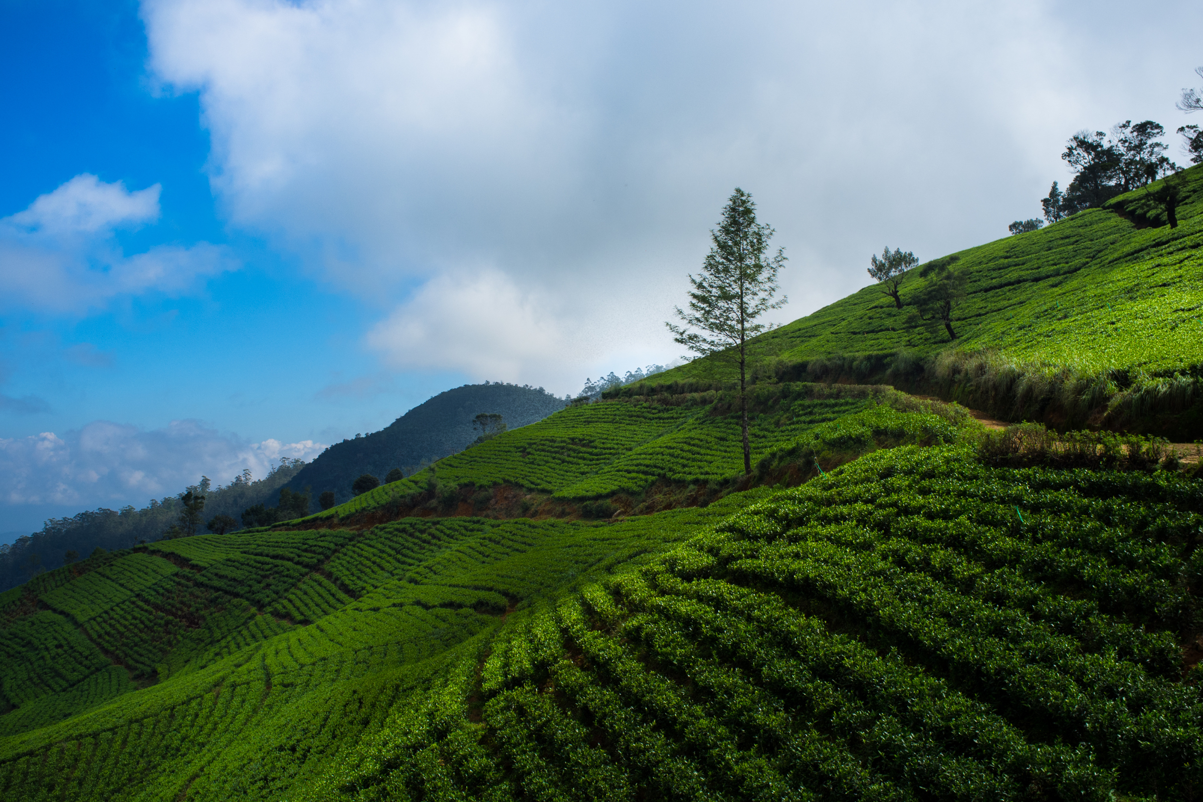 nuwara eliya (sri lanka).webp
